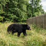 Black Bears Make Notable Return to Middle Tennessee Landscapes